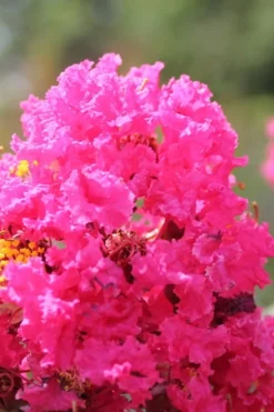 Pink Velour Crape Myrtle Tree - 3 Gallon Pot -Blossom Grove Store Crape Myrtle Pink Velour 14