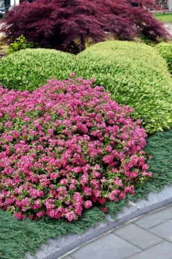 Pocomoke Dwarf Crape Myrtle - 1 Gallon Pot -Blossom Grove Store Crape Myrtle Pocomoke 27