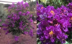 Purple Magic Crape Myrtle Tree (Multi Trunk) - 7 Gallon Pot 10 Purple Magic Crape Myrtle Tree (Multi Trunk) - 7 Gallon Pot -Blossom Grove Store Crape Myrtle Purple Magic 12