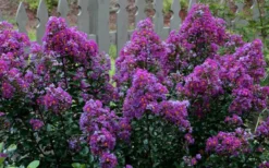 Purple Magic Crape Myrtle Tree (Multi Trunk) - 7 Gallon Pot 11 Purple Magic Crape Myrtle Tree (Multi Trunk) - 7 Gallon Pot -Blossom Grove Store Crape Myrtle Purple Magic 13
