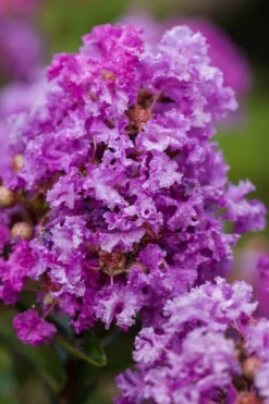 Purple Magic Crape Myrtle Tree (Multi Trunk) - 7 Gallon Pot