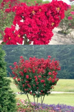 Red Rocket Crape Myrtle - 3 Gallon Pot (Single Trunk Tree) 9 Red Rocket Crape Myrtle - 3 Gallon Pot (Single Trunk Tree) -Blossom Grove Store Crape Myrtle Red Rocket 500x750 4