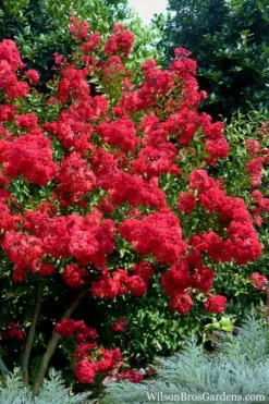 Red Rocket Crape Myrtle - 1 Gallon Pot 8 Red Rocket Crape Myrtle - 1 Gallon Pot -Blossom Grove Store Crape Myrtle Red Rocket 7 2