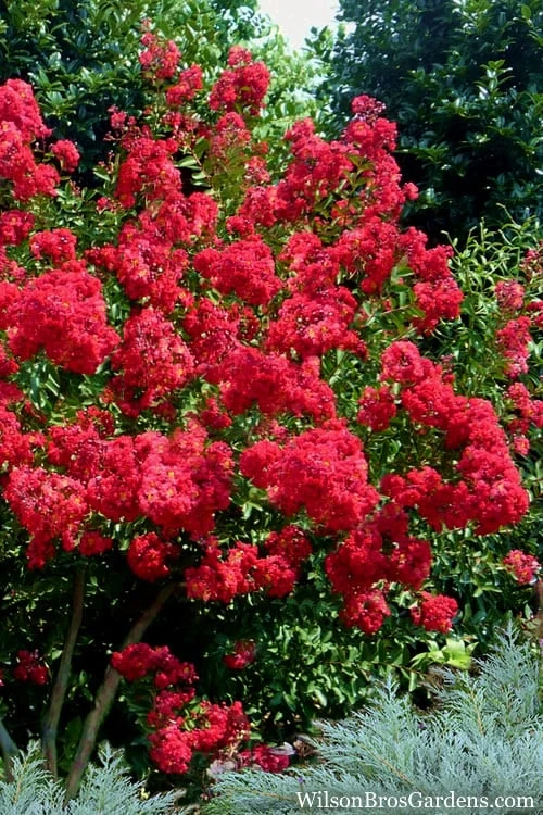 Red Rocket Crape Myrtle - 3 Gallon Pot (Single Trunk Tree) 4 Red Rocket Crape Myrtle - 3 Gallon Pot (Single Trunk Tree) - Image 4