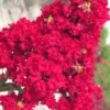 Red Rocket Crape Myrtle - 3 Gallon Pot (Single Trunk Tree)