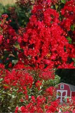 Red Rooster Crape Myrtle Tree (Single Trunk) - 3 Gallon Pot -Blossom Grove Store Crape Myrtle Red Rooster 2 500 x750