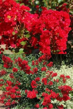 Red Rooster Crape Myrtle - 2 Gallon Pot -Blossom Grove Store Crape Myrtle Red Rooster 5 x750