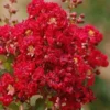 Red Rooster Crape Myrtle - 2 Gallon Pot