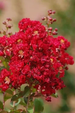 Red Rooster Crape Myrtle Tree (Single Trunk) - 3 Gallon Pot -Blossom Grove Store Crape Myrtle Red Rooster 6