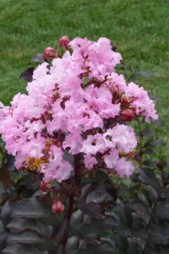 Rhapsody In Pink Crape Myrtle - 5 Gallon Pot -Blossom Grove Store Crape Myrtle Rhapsody In Pink 11