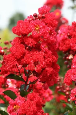 Ruffled Red Magic Crape Myrtle Tree (Single Trunk) - 7 Gallon Pot (5-6') -Blossom Grove Store Crape Myrtle Ruffled Red Magic 500x750 1