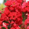 Ruffled Red Magic Crape Myrtle (Multi Trunk) - 7 Gallon Pot