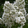 Sarah's Favorite Crape Myrtle - 5 Gallon Pot