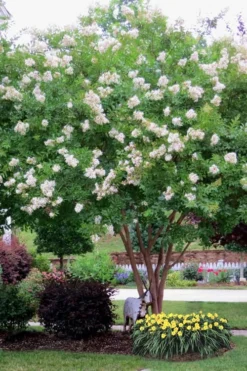 Sarah's Favorite Crape Myrtle - 7 Gallon Pot (5-6') -Blossom Grove Store Crape Myrtle Sarahs Favorite 8