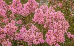 Sioux Pink Crape Myrtle - 1 Gallon Pot 8 Sioux Pink Crape Myrtle - 1 Gallon Pot -Blossom Grove Store Crape Myrtle Sioux Pink 51