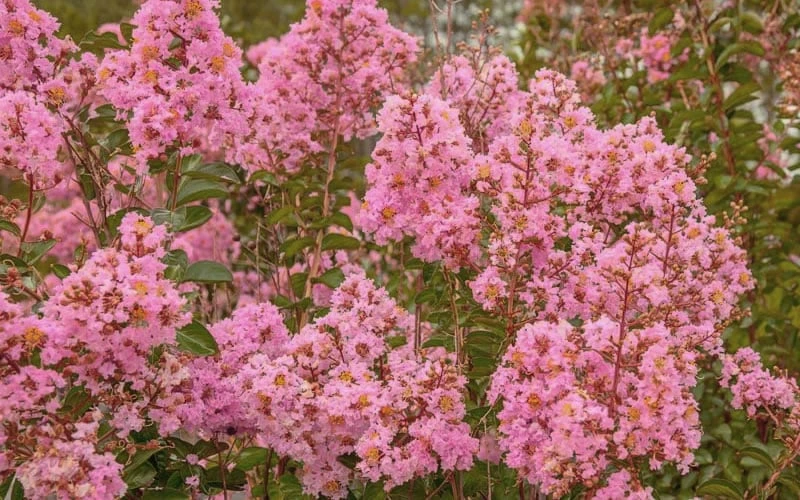 Sioux Pink Crape Myrtle - 1 Gallon Pot 4 Sioux Pink Crape Myrtle - 1 Gallon Pot - Image 4