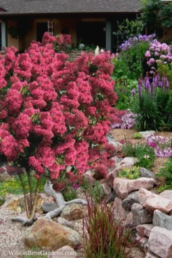 Tonto Red Crape Myrtle - 5 Gallon Pot 10 Tonto Red Crape Myrtle - 5 Gallon Pot -Blossom Grove Store Crape Myrtle Tonto 13