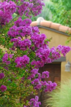 Zuni Purple Crape Myrtle - 6 Pack 1 Gallon Pots -Blossom Grove Store Crape Myrtle Zuni 2 1
