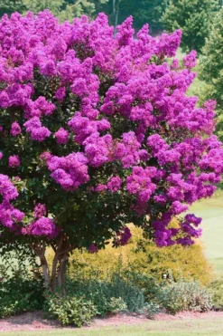 Zuni Purple Crape Myrtle - 6 Pack 1 Gallon Pots -Blossom Grove Store Crape Myrtle Zuni 4 1