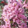 Rhapsody In Pink Crape Myrtle - 5 Gallon Pot
