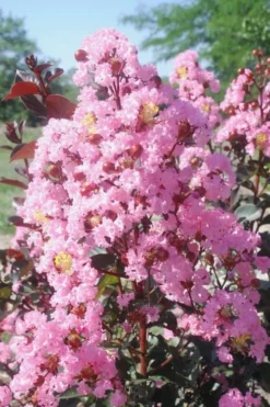 Rhapsody In Pink Crape Myrtle - 5 Gallon Pot