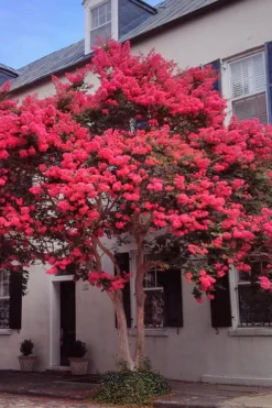 Tuscarora Watermelon Red Crape Myrtle - 5 Gallon Pot 8 Tuscarora Watermelon Red Crape Myrtle - 5 Gallon Pot -Blossom Grove Store Crape20Myrtle Tuscarora 12