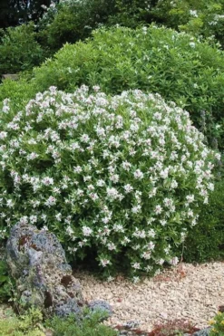 Eternal Fragrance Pink Summer Daphne - Daphne X Transatlantica 'BLAFRA' - 2 Gallon Pot -Blossom Grove Store Daphne Eternal Fragrance 5