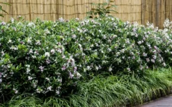 Eternal Fragrance Pink Summer Daphne - Daphne X Transatlantica 'BLAFRA' - 2 Gallon Pot -Blossom Grove Store Daphne Eternal Fragrance 6