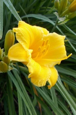 Evergreen Stella Daylily - 1 Gallon Pot -Blossom Grove Store Daylily Evergreen Stella 1