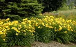 Evergreen Stella Daylily - 1 Gallon Pot -Blossom Grove Store Daylily Stella De Oro 26