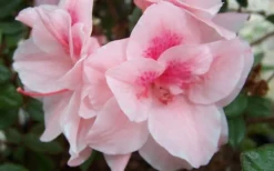 Autumn Belle Encore Azalea - 6 Pack Of 1 Gallon Pots -Blossom Grove Store Encore Azalea Autumn Belle