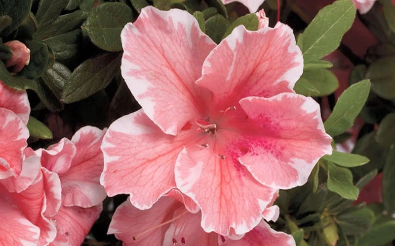 Autumn Sunburst Encore Azalea - 6 Pack Of 1 Gallon Pots 4 Autumn Sunburst Encore Azalea - 6 Pack Of 1 Gallon Pots - Image 4