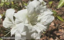 Autumn Moonlight Encore Azalea - 1 Gallon Pot -Blossom Grove Store Encore Azalea Moonlight 5