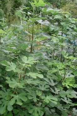 Black Mission Fig Tree - 1 Gallon Pot 8 Black Mission Fig Tree - 1 Gallon Pot -Blossom Grove Store Fig Black Mission 5