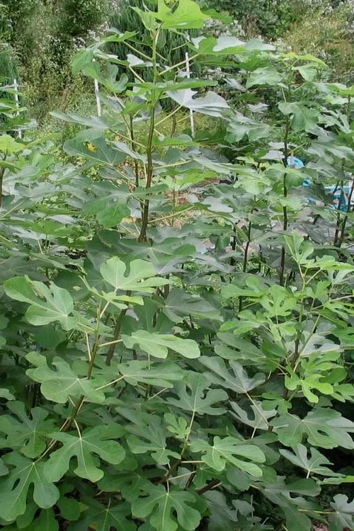 Black Mission Fig Tree - 1 Gallon Pot 4 Black Mission Fig Tree - 1 Gallon Pot - Image 4