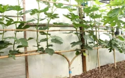 Texas Everbearing Fig Tree - 1 Gallon Pot -Blossom Grove Store Fig Texas Everbearing 6 1