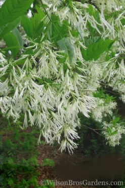 Grancy Graybeard - White Fringe Tree - 3 Gallon Pot -Blossom Grove Store Grancy Graybeard Tree 30 1