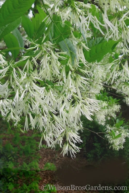 Grancy Graybeard - White Fringe Tree - 1 Gallon Pot 6 Grancy Graybeard - White Fringe Tree - 1 Gallon Pot - Image 6