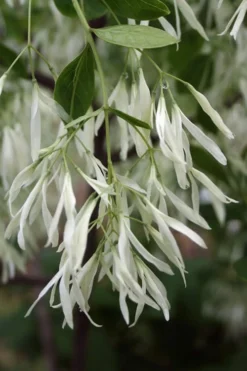 Grancy Graybeard - White Fringe Tree - 1 Gallon Pot 14 Grancy Graybeard - White Fringe Tree - 1 Gallon Pot -Blossom Grove Store Grancy Graybeard Tree 32