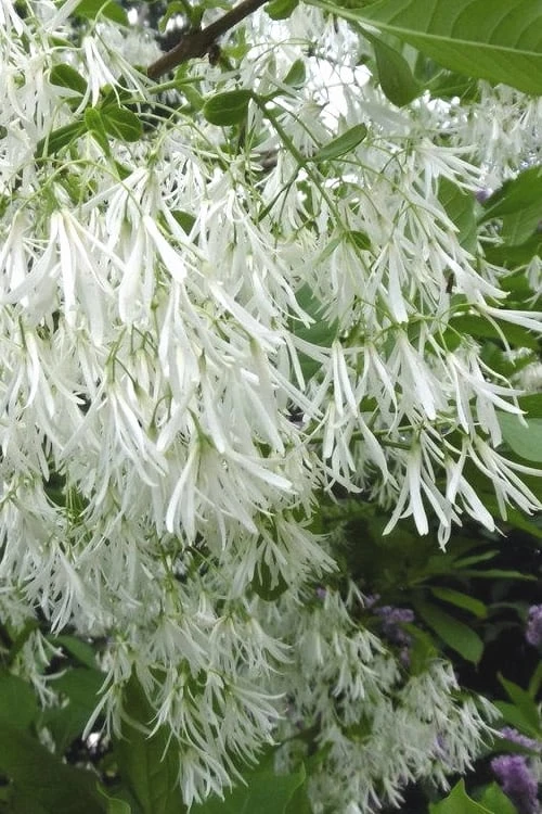 Grancy Graybeard - White Fringe Tree - 1 Gallon Pot 1 Grancy Graybeard - White Fringe Tree - 1 Gallon Pot
