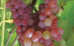 Reliance Red Seedless Grape Vine - 1 Gallon Pot 7 Reliance Red Seedless Grape Vine - 1 Gallon Pot -Blossom Grove Store Grape Reliance 50