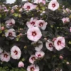 Summerific Perfect Storm Hibiscus (Rose Mallow) - 1 Gallon Pot