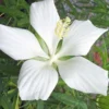 White Swamp Hardy Hibiscus - 1 Gallon Pot