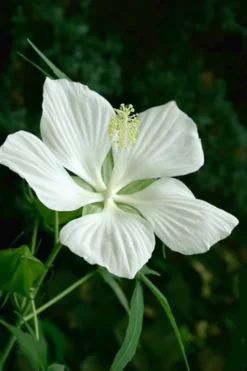 White Swamp Hardy Hibiscus - 1 Gallon Pot -Blossom Grove Store Hibiscus White Swamp 3