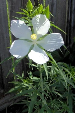 White Swamp Hardy Hibiscus - 1 Gallon Pot -Blossom Grove Store Hibiscus White Swamp 4