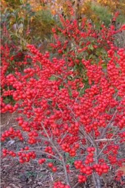 Winter Red Female Winterberry Holly - 1 Gallon Pot -Blossom Grove Store Holly Winter Red 1