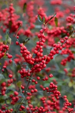 Winter Red Female Winterberry Holly - 1 Gallon Pot -Blossom Grove Store Holly Winter Red 3