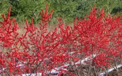 Winter Red Female Winterberry Holly - 1 Gallon Pot -Blossom Grove Store Holly Winter Red 4