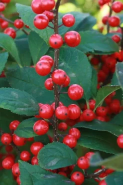 Winter Red Female Winterberry Holly - 1 Gallon Pot -Blossom Grove Store Holly Winter Red 5