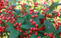 Winter Red Female Winterberry Holly - 1 Gallon Pot -Blossom Grove Store Holly Winter Red 7
